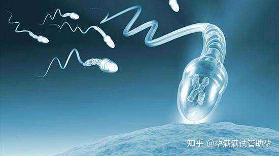 深圳几个助孕公司？,专家解惑：供卵试管婴儿与试管婴儿的区别在哪里？