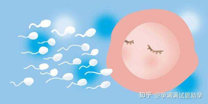 深圳几个助孕公司？,专家解惑：供卵试管婴儿与试管婴儿的区别在哪里？